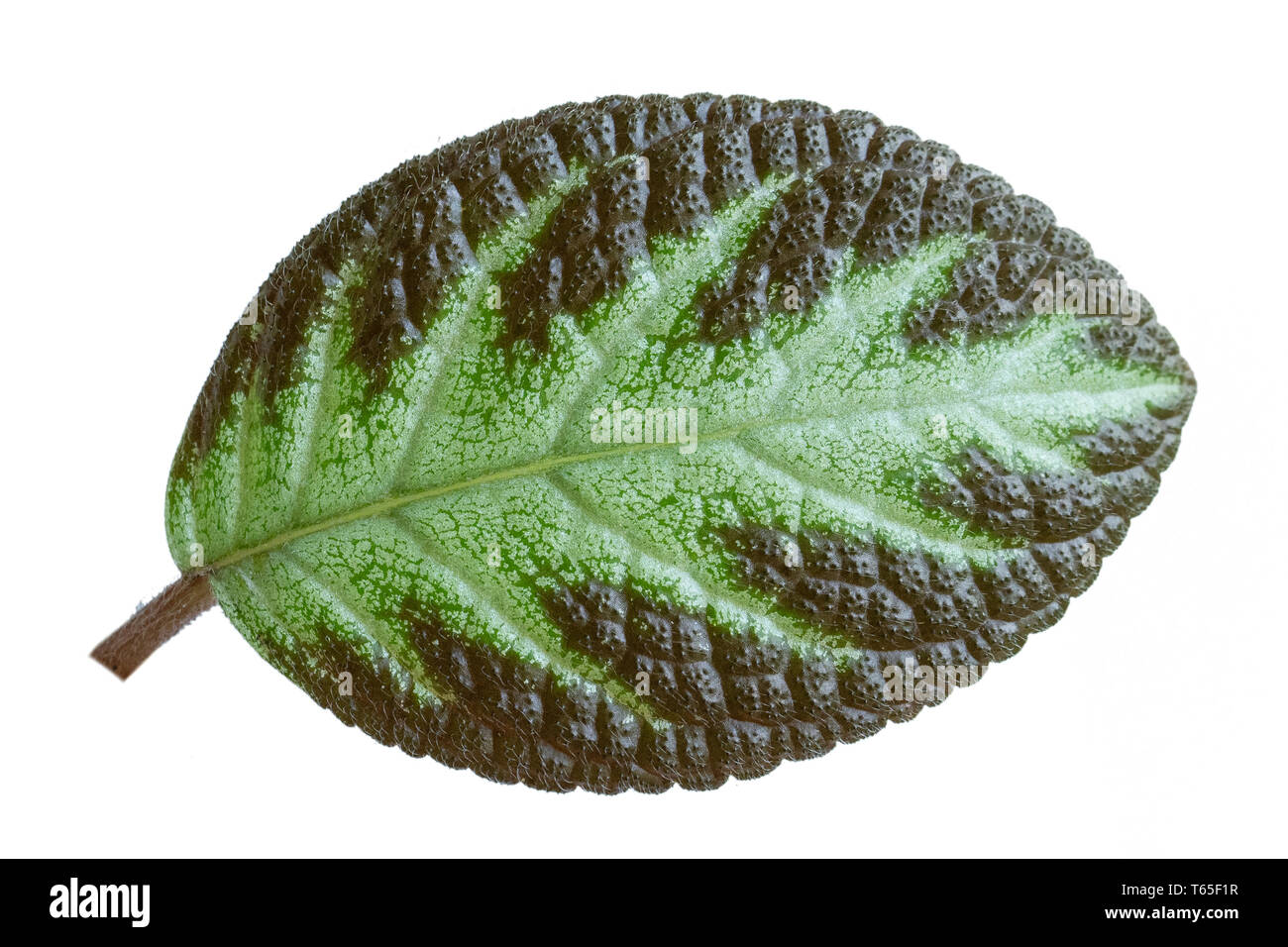 Close up beautiful Episcia Cupreata leaf patterns Stock Photo