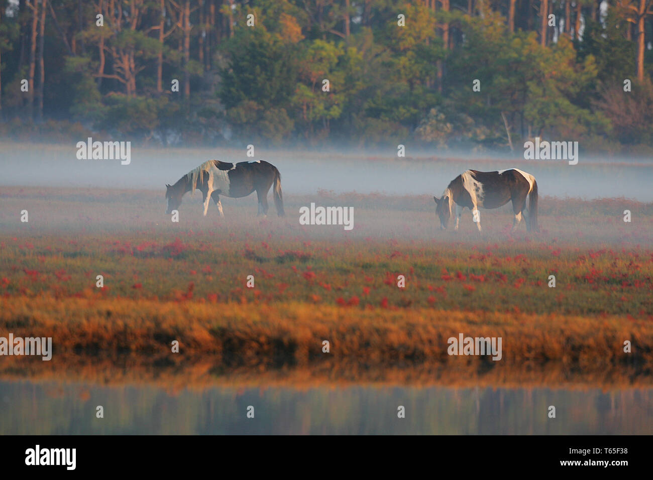 Misty Of Chincoteague High Resolution Stock Photography and Images - Alamy