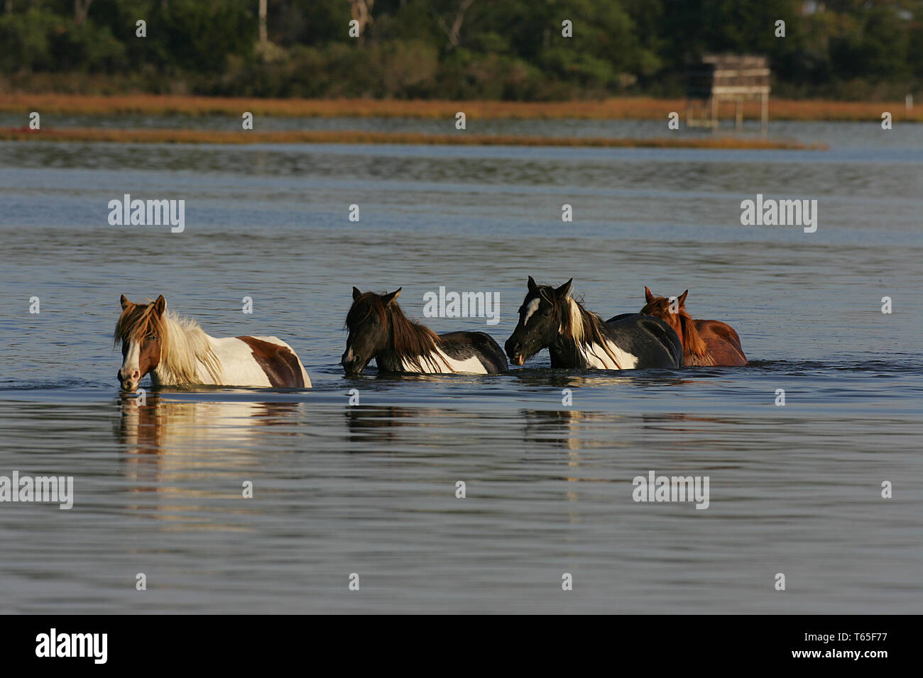 Misty Of Chincoteague High Resolution Stock Photography and Images - Alamy