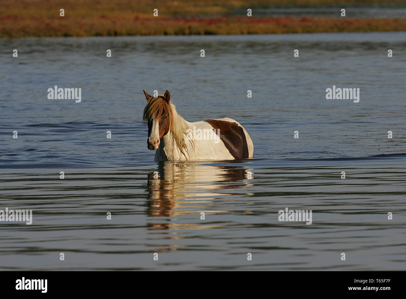Misty of chincoteague hi-res stock photography and images - Alamy