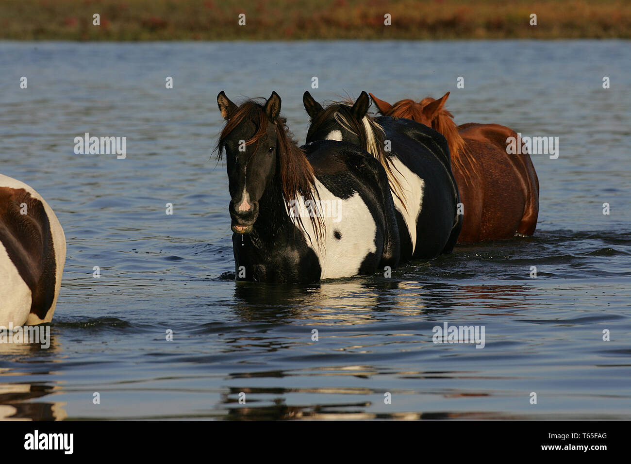 Misty of chincoteague hi-res stock photography and images - Alamy