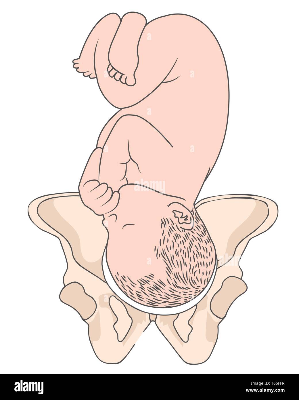 Left Occiput Transverse - LOT Baby Fetal Position Pelvis ROT Right Stock Vector