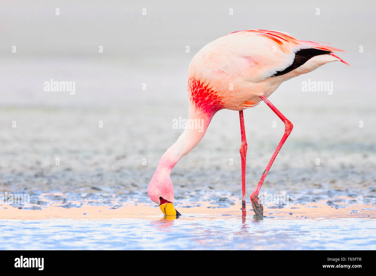 Andean flamingo (Phoenicoparrus andinus) is one of the rarest flamingos in the world. It lives in the Andes mountains of South America. Stock Photo