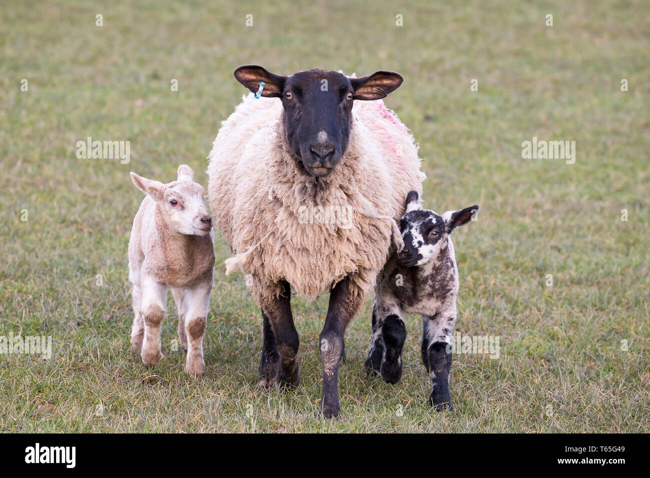 Close, front view of mother sheep with two lambs, one on each side, all animals facing forwards, standing on grass. UK farming in lambing season. Stock Photo