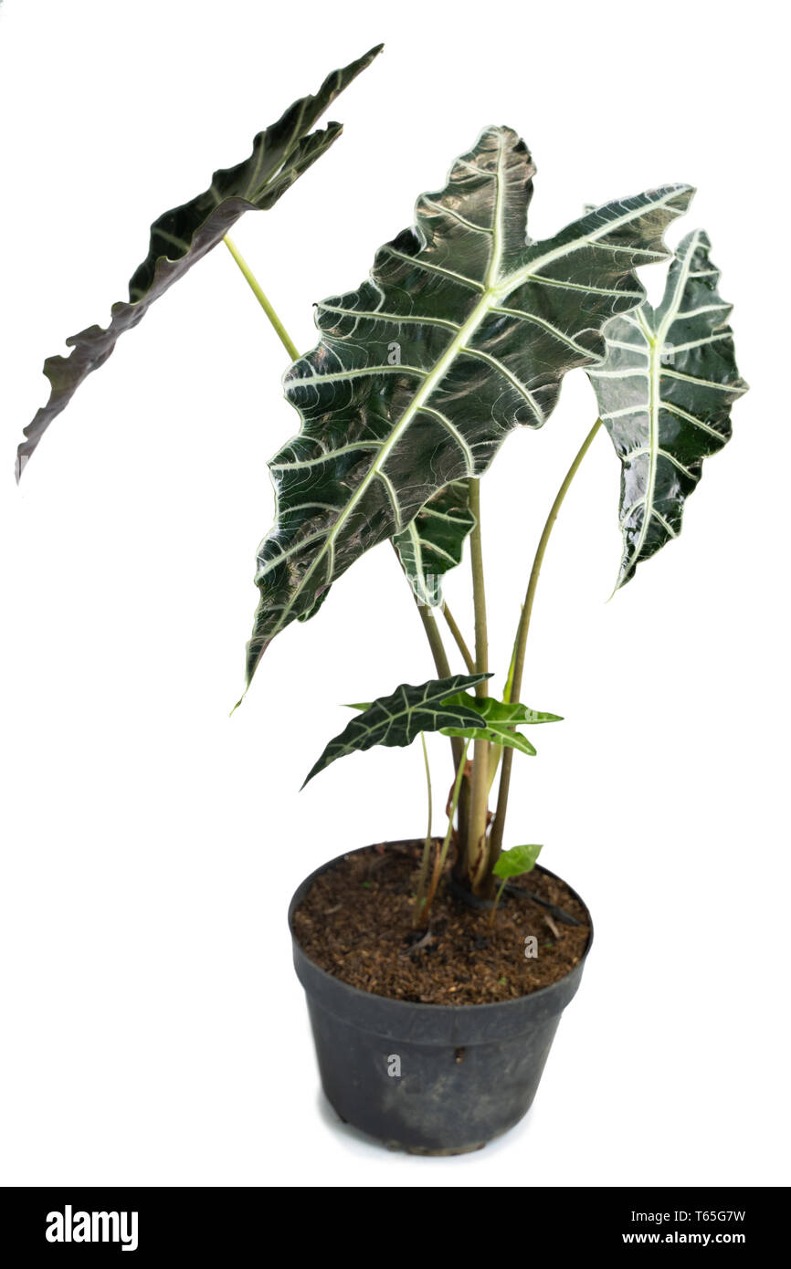 Philodendron stenolobum hi-res stock photography and images - Alamy