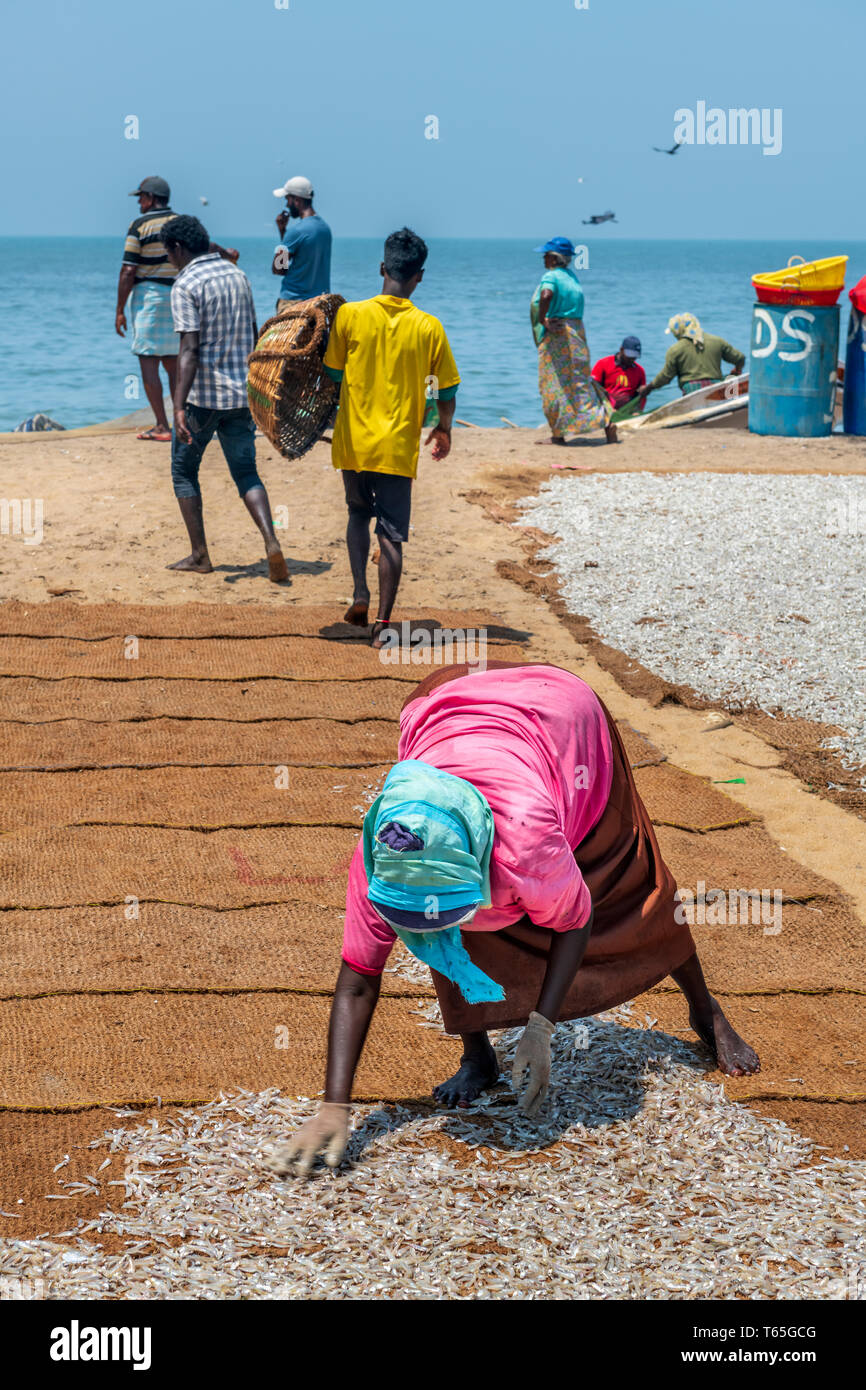 In the heat of of the afternoon sun, a women spreads out small silver fish to dry on coconut matting in preparation for market on Negombo beach in the Stock Photo