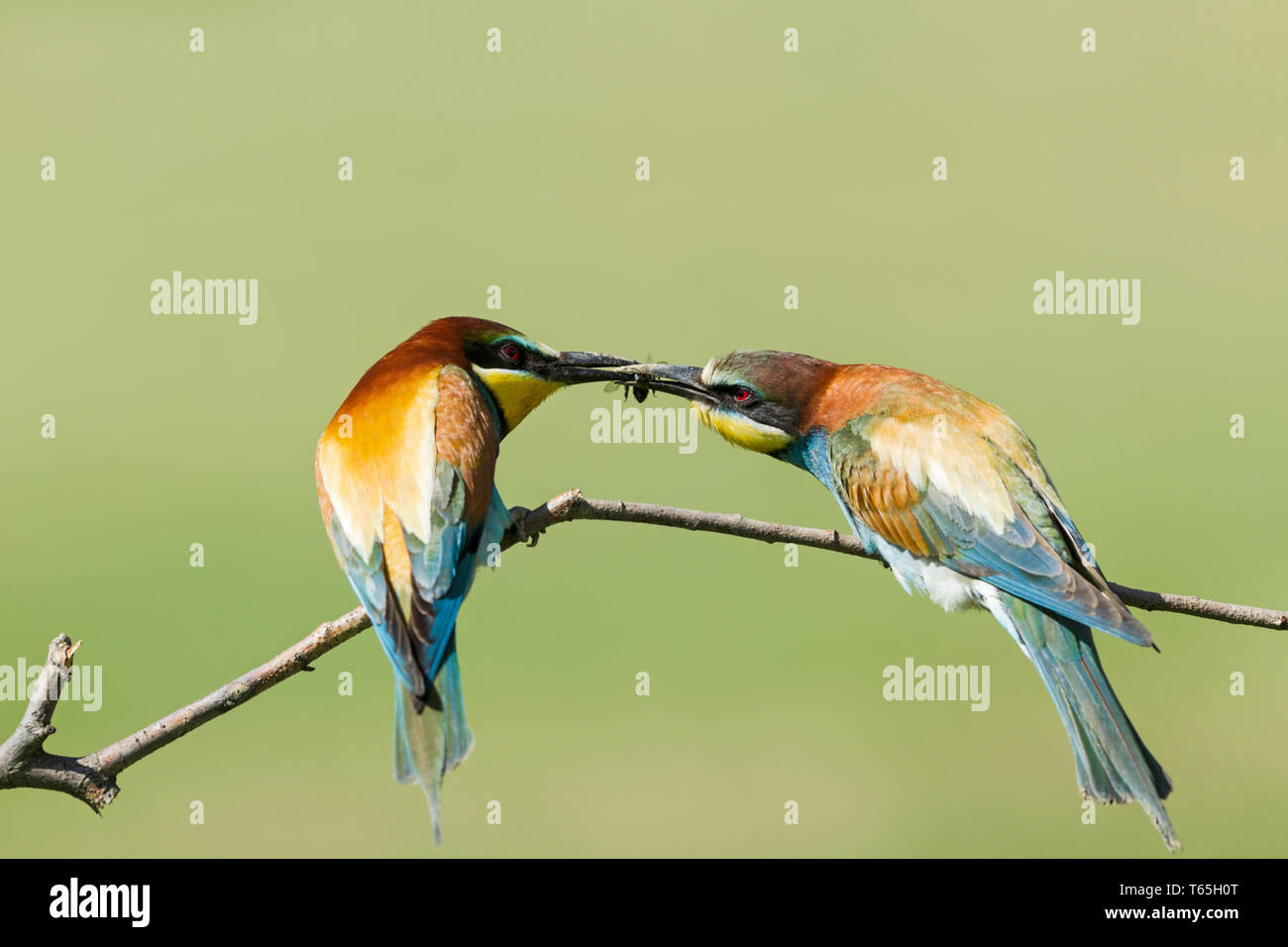 Male (left) and female (right)  European bee-eaters, Latin name Merops apiaster, perched on a branch in warm lighting showing courtship feeding Stock Photo