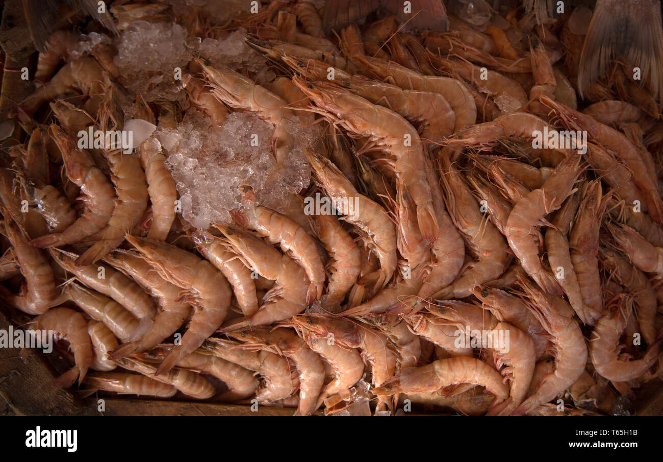 Fresh shrimp. shrimp in supermarket. Outdoor fish market. Vacation