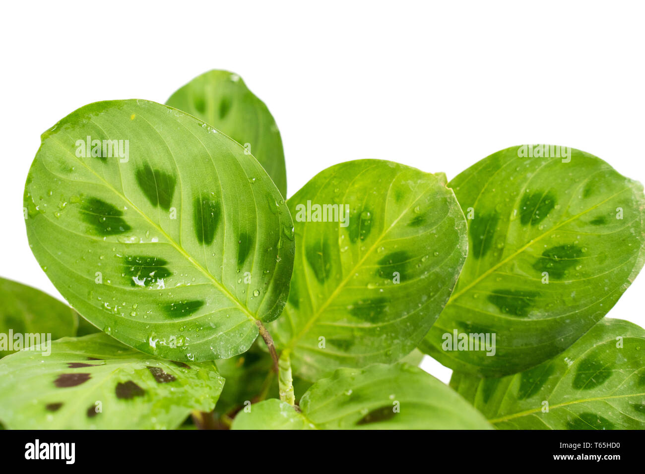 Leaves of the Calathea Multicolor plants are shiny light green Stock Photo  - Alamy
