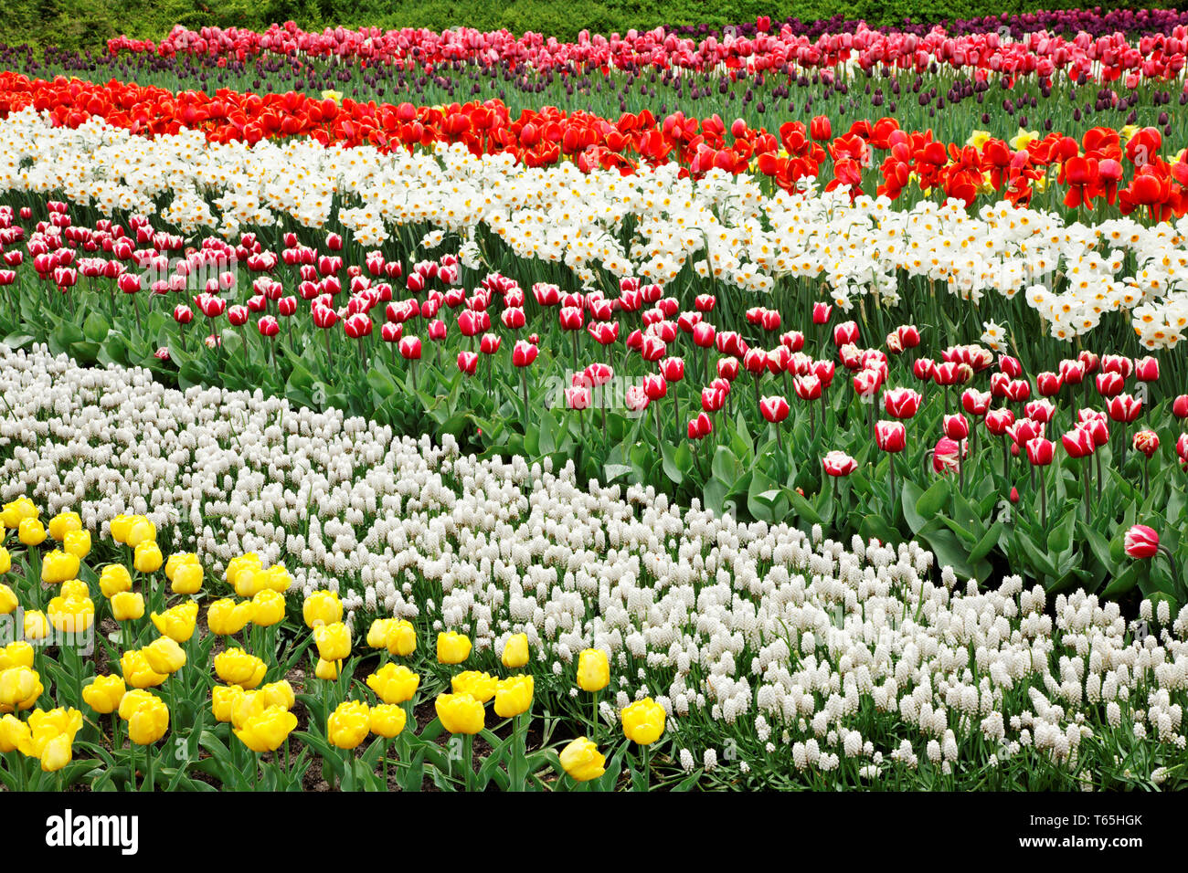 Tulip blooming season in the Netherlands, Europe Stock Photo Alamy