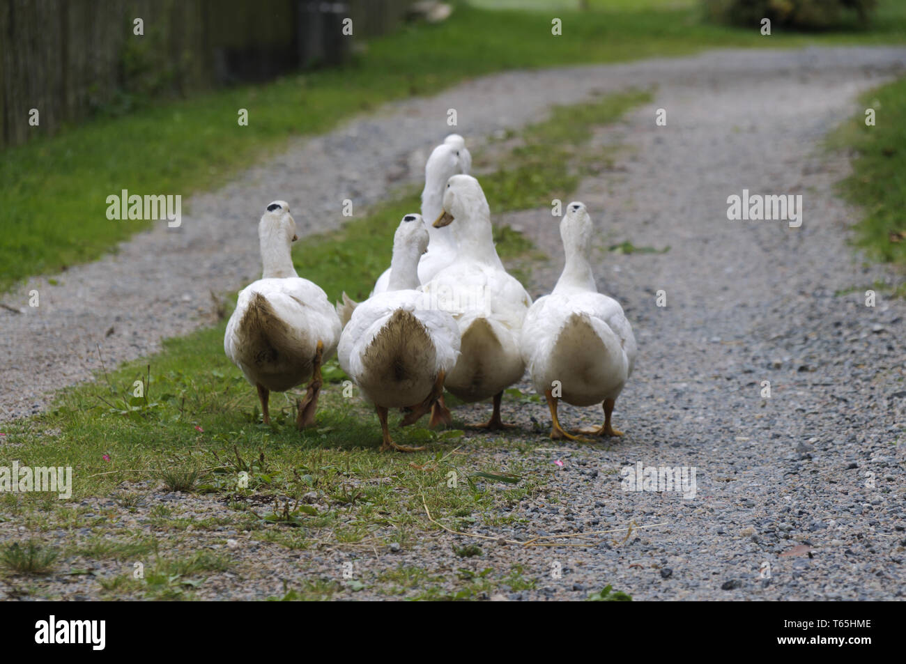 Group of white ducks, ecological livestock on a farm. Stock Photo