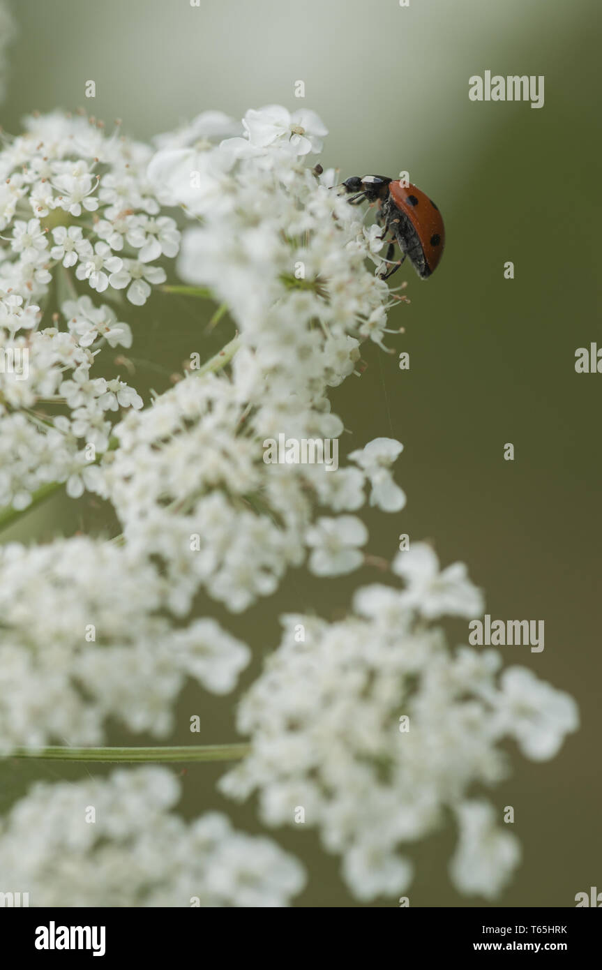 seven-spot ladybird (Coccinella septempunctata), G Stock Photo