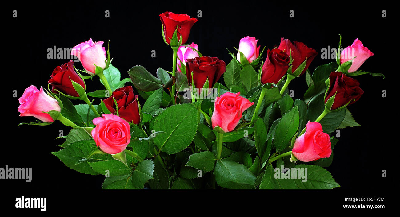 Bunch of roses Stock Photo Alamy