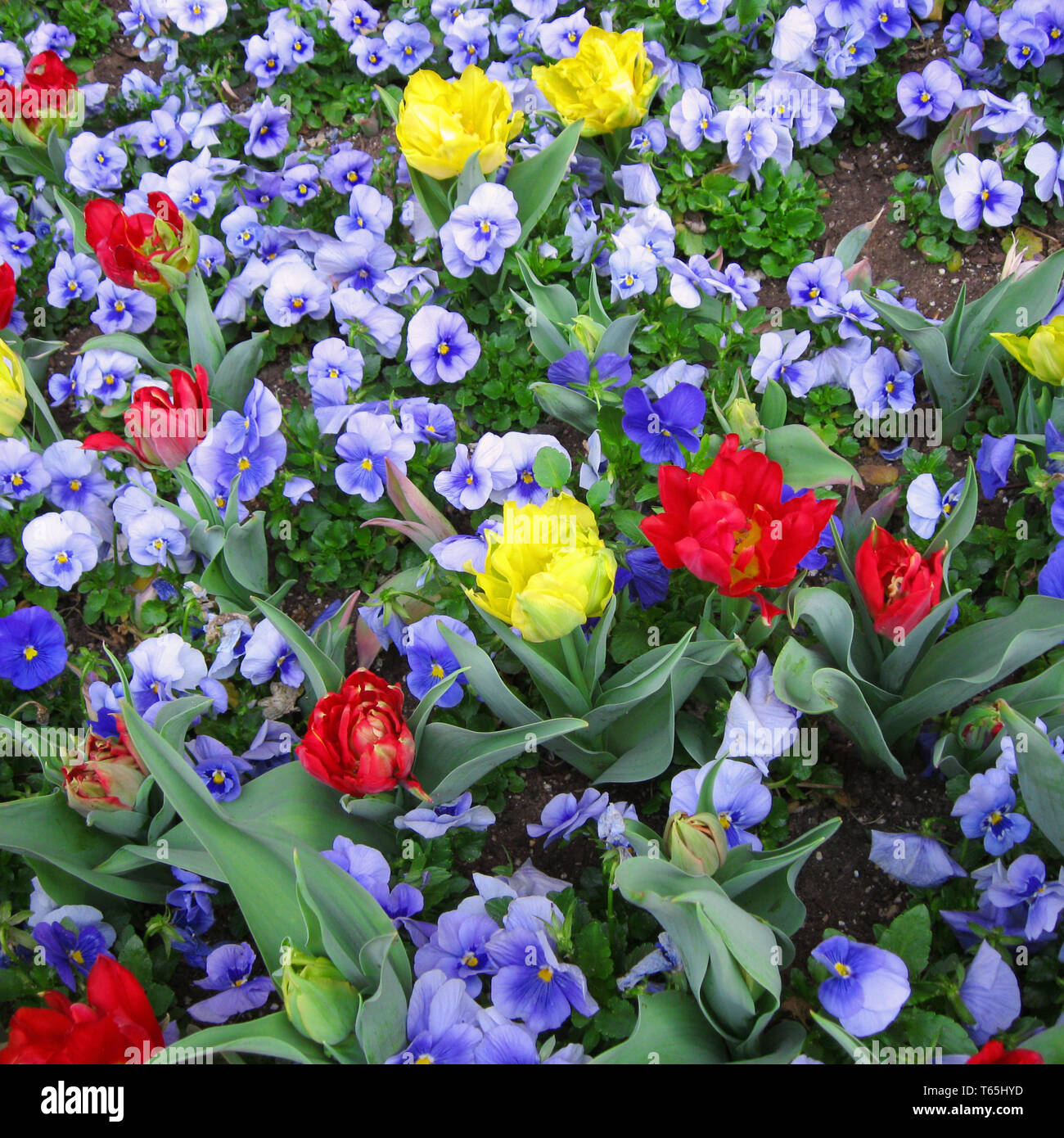 Tulip blooming season in the Netherlands, Europe Stock Photo Alamy