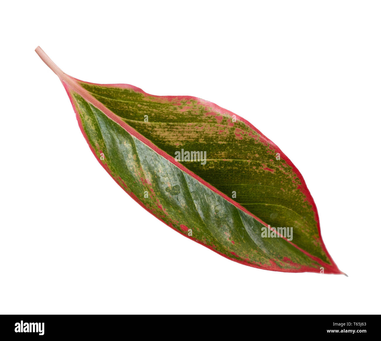 Beautiful leaf of Aglaonema Lipstik plant Stock Photo