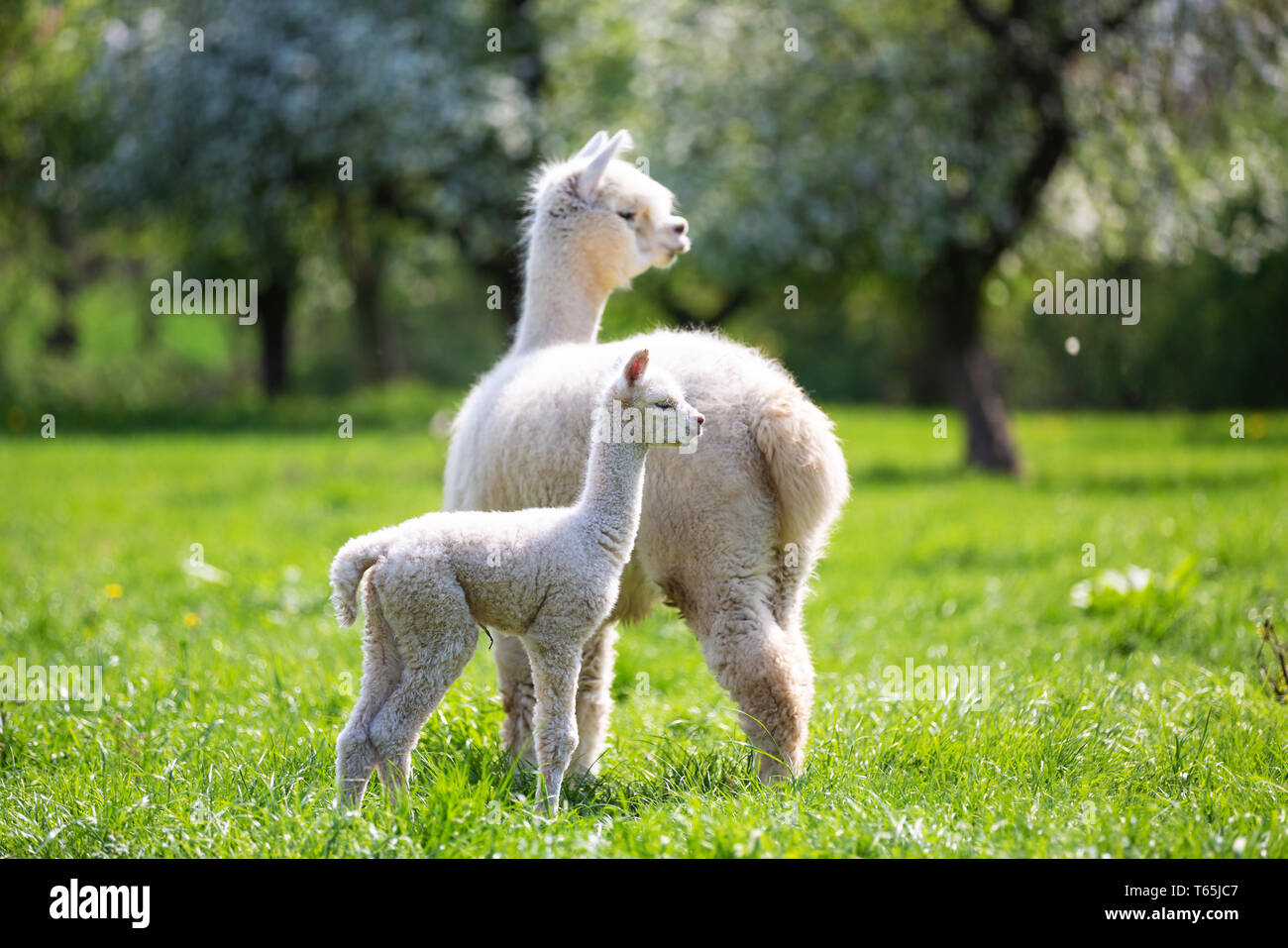 White Alpaca with offspring, South American mammal Stock Photo