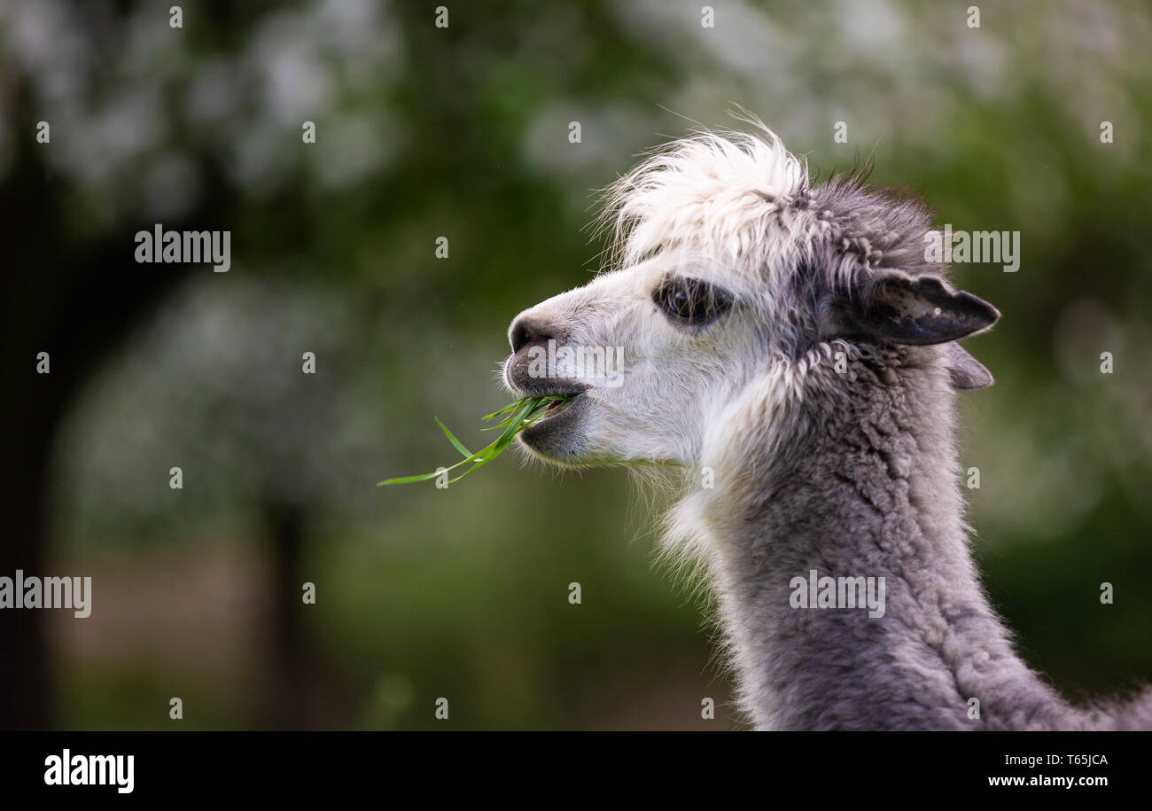 Alpaca eating grass,South American mammal Stock Photo