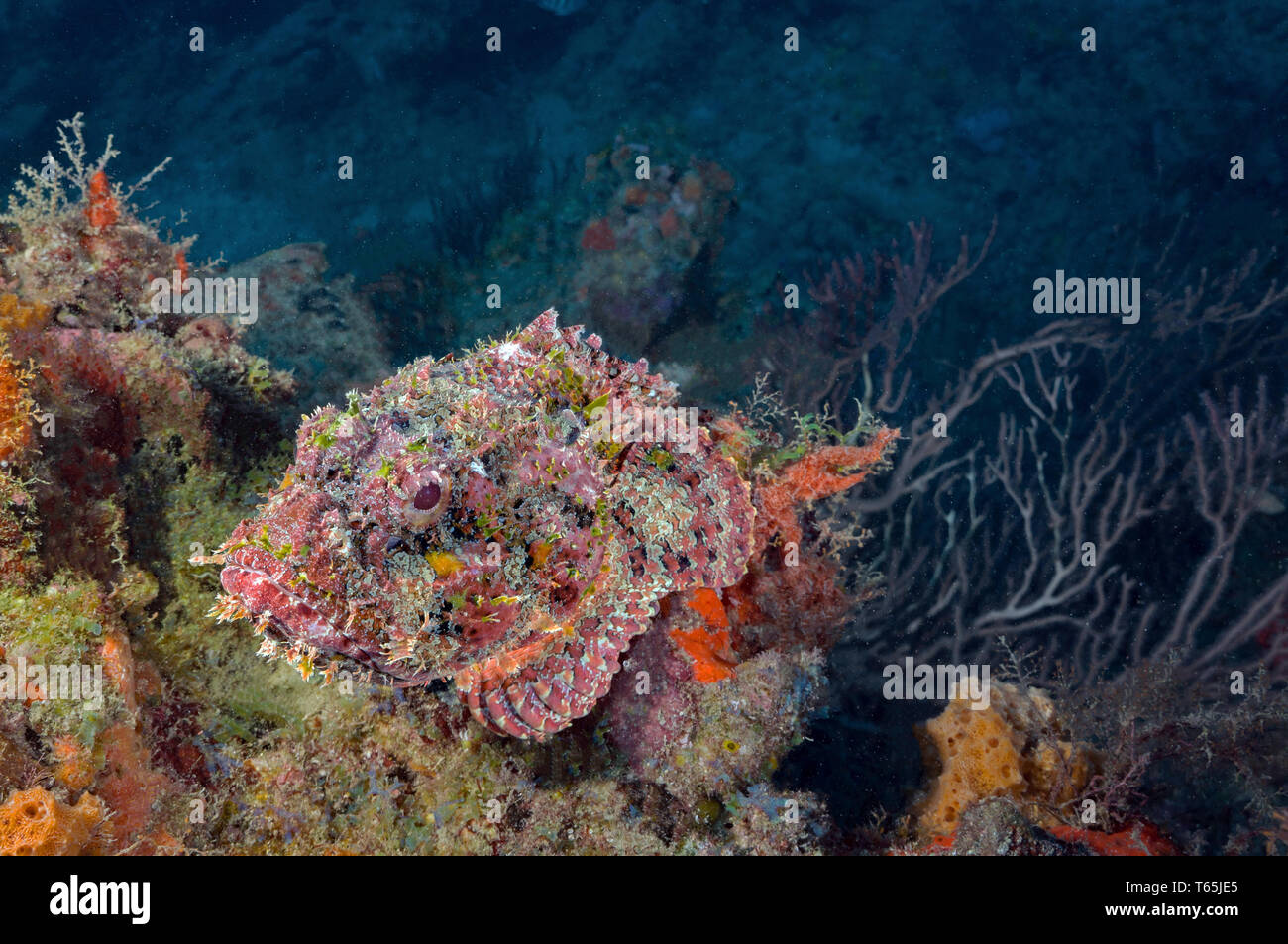 spotted scorpionfish Stock Photo
