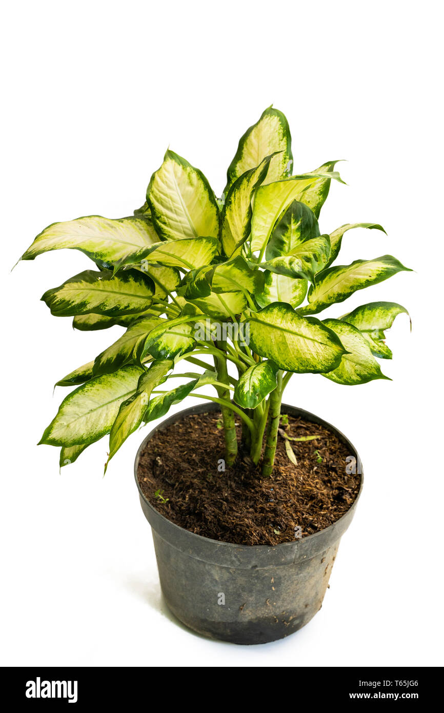 Green yellow and beautiful potted Dieffenbachia Tissue plants Stock Photo