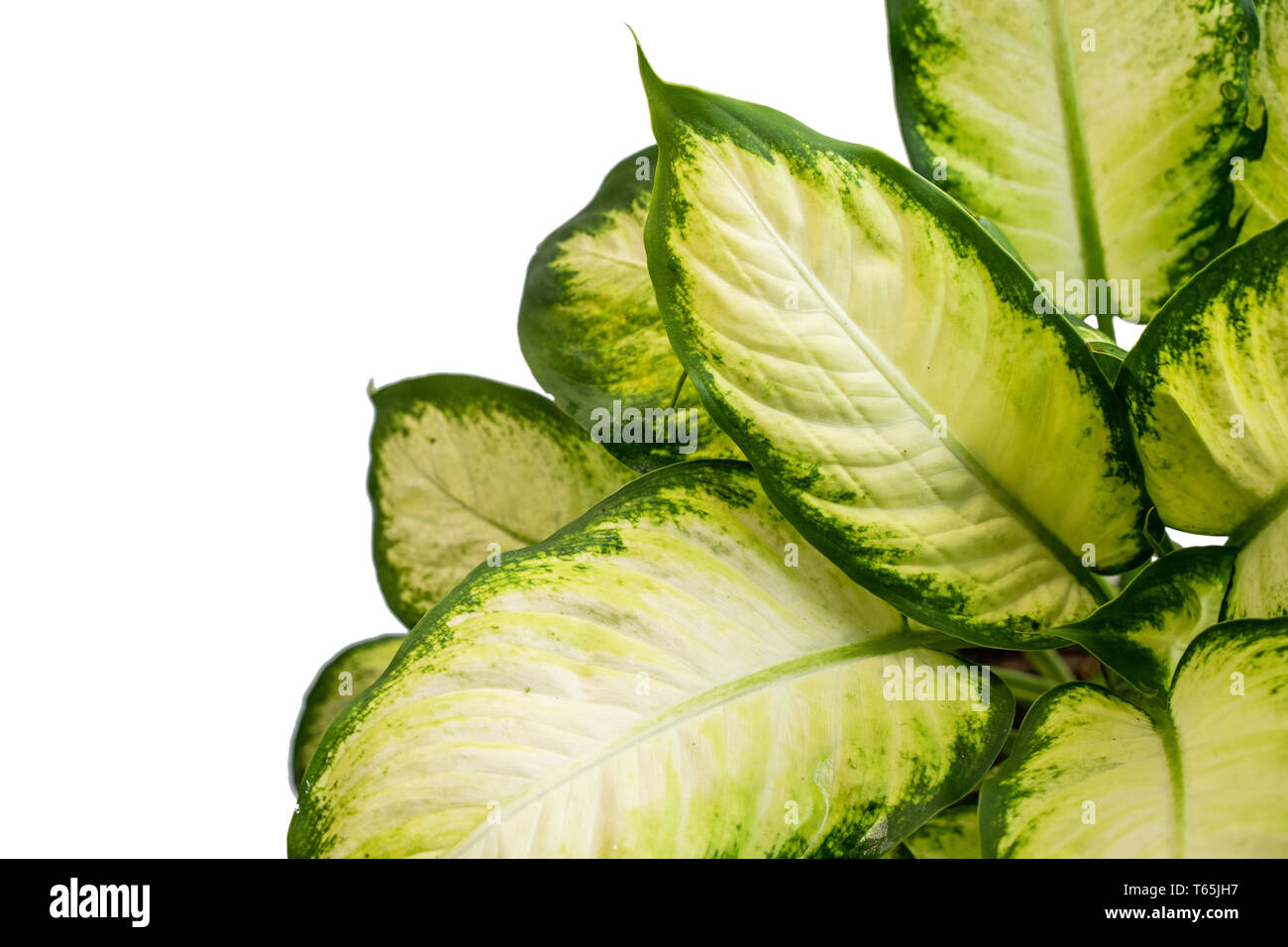 Beautiful and attractive tropical leaves of Dieffenbachia Tissue Stock Photo