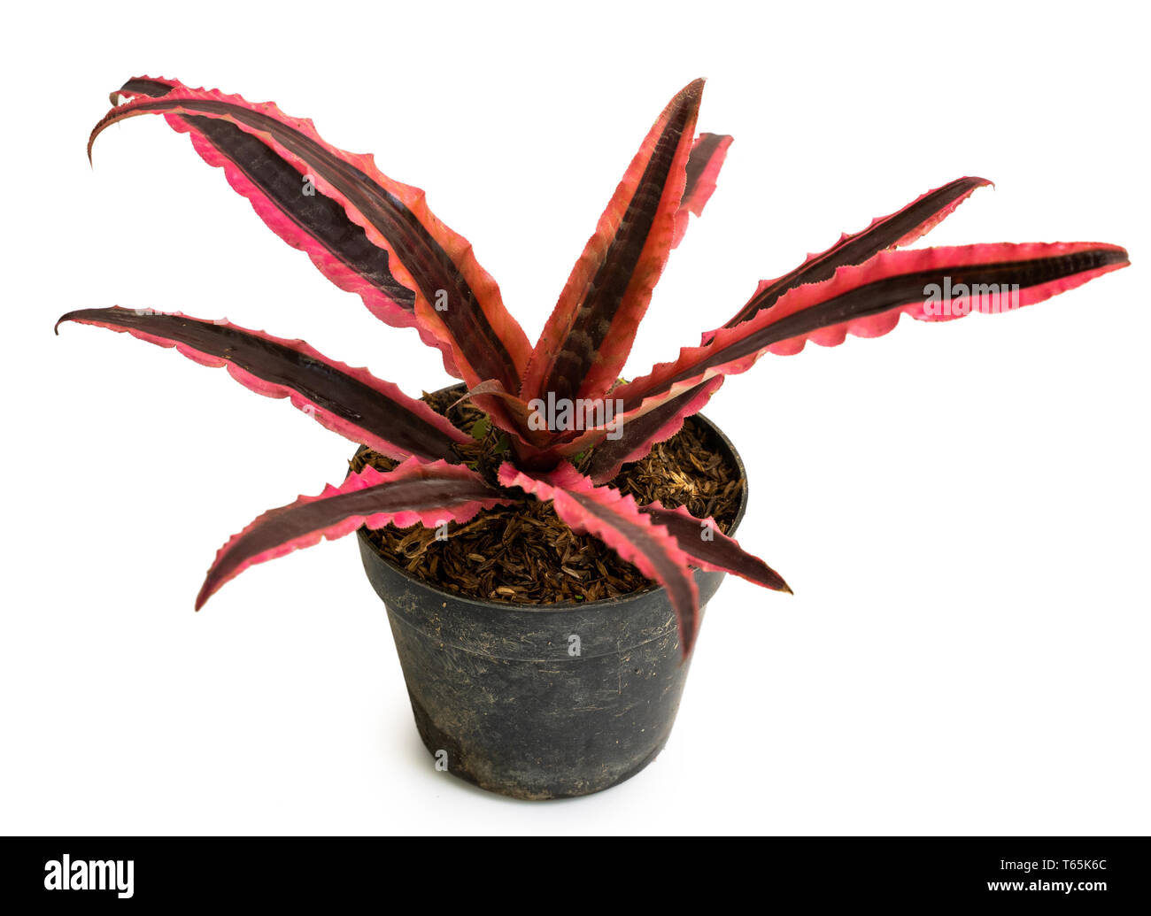 Exotic of beautiful potted Cryptanthus plants Stock Photo