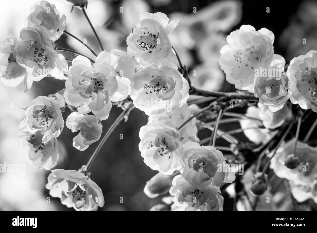 Black white photo of wild cherry (Prunus avium 'Plena') Stock Photo