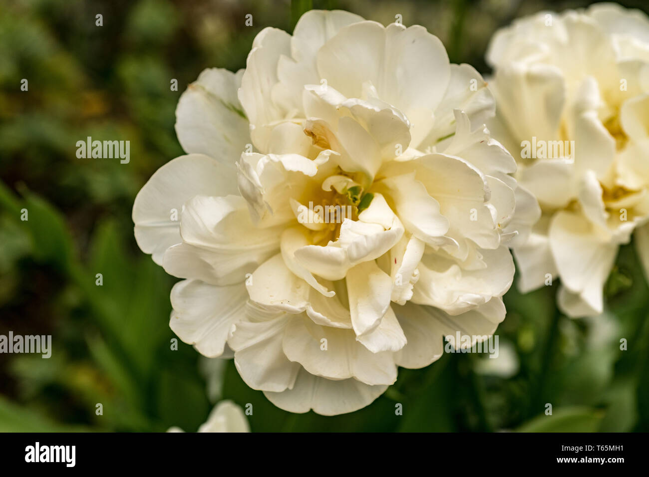 Tulip Mount Stock Photo Alamy