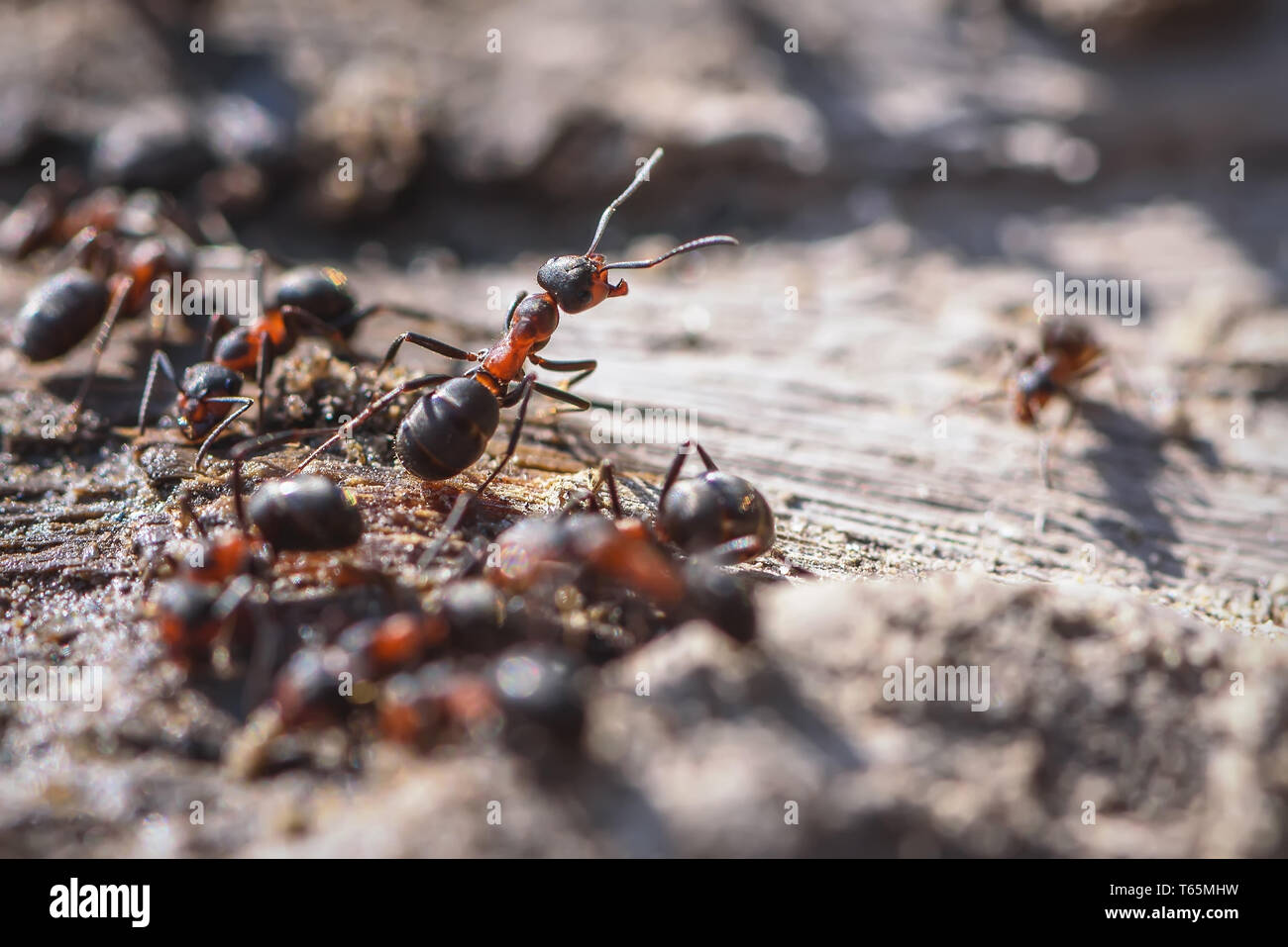 Red ant close up on sand and tree root Stock Photo