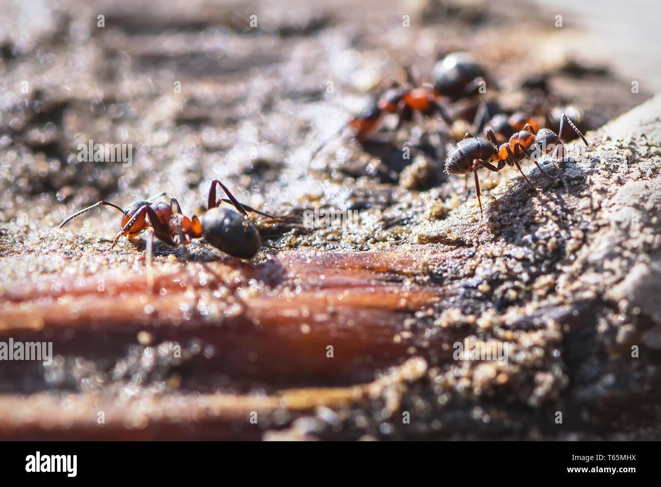 Red ant on tree hi-res stock photography and images - Alamy
