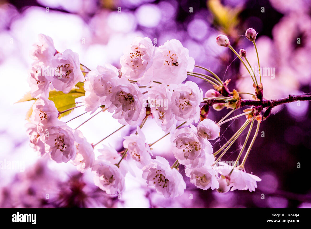 photo of wild cherry (Prunus avium 'Plena') Stock Photo