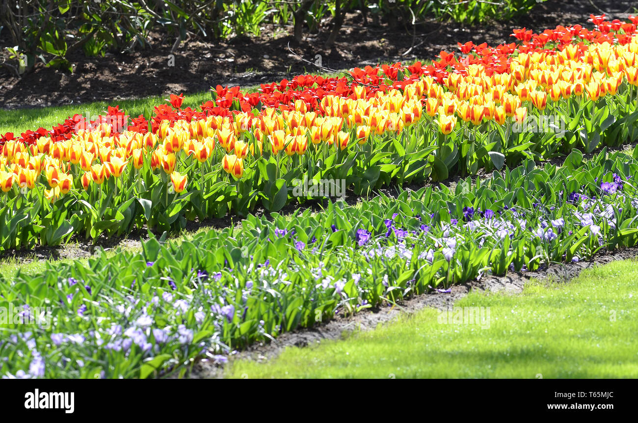 Tulip blooming season in the Netherlands, Europe Stock Photo Alamy