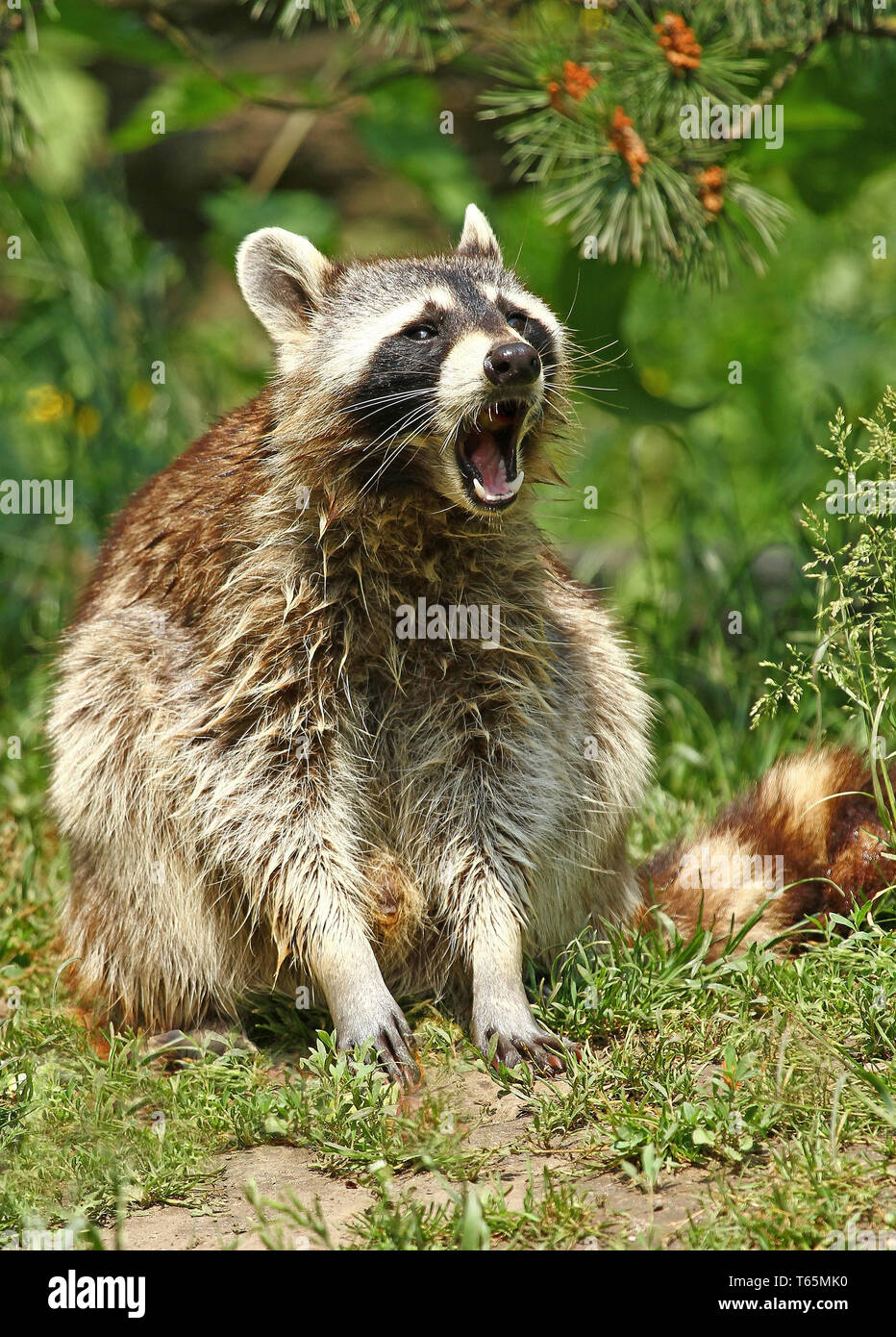 Racoon germany hi-res stock photography and images - Alamy