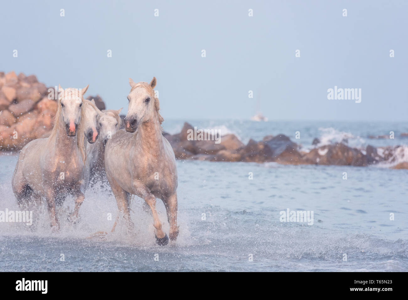 White horses run gallop in water at sunset, Camargue, Bouchesdurhone, France Stock Photo Alamy