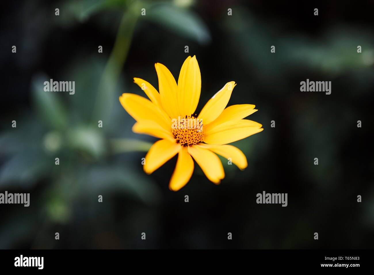 Gelbe Blume Stock Photo