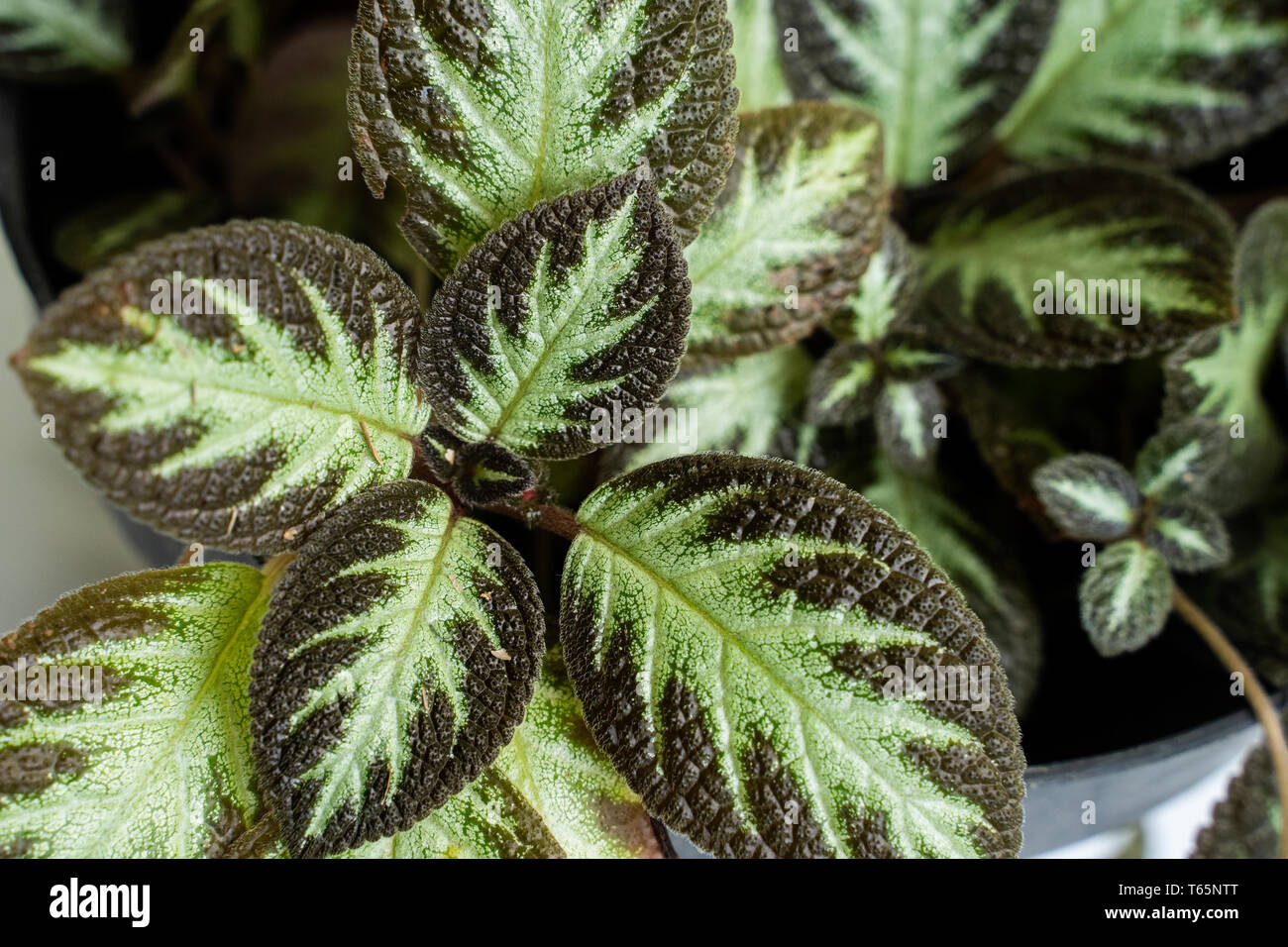Top view green of beautiful potted Episcia Cupreata plants Stock Photo