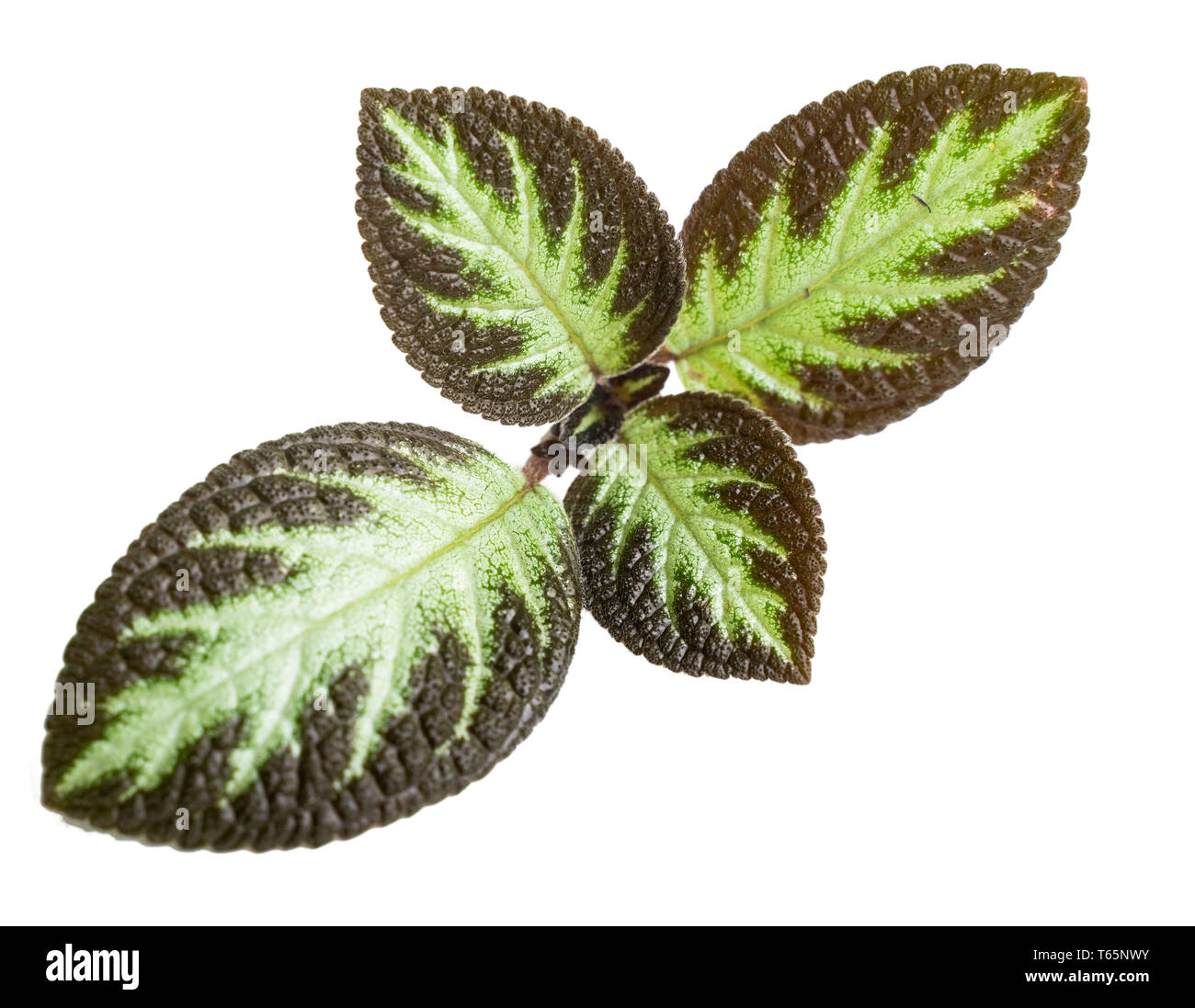 Leaf stem of Episcia Cupreata Stock Photo