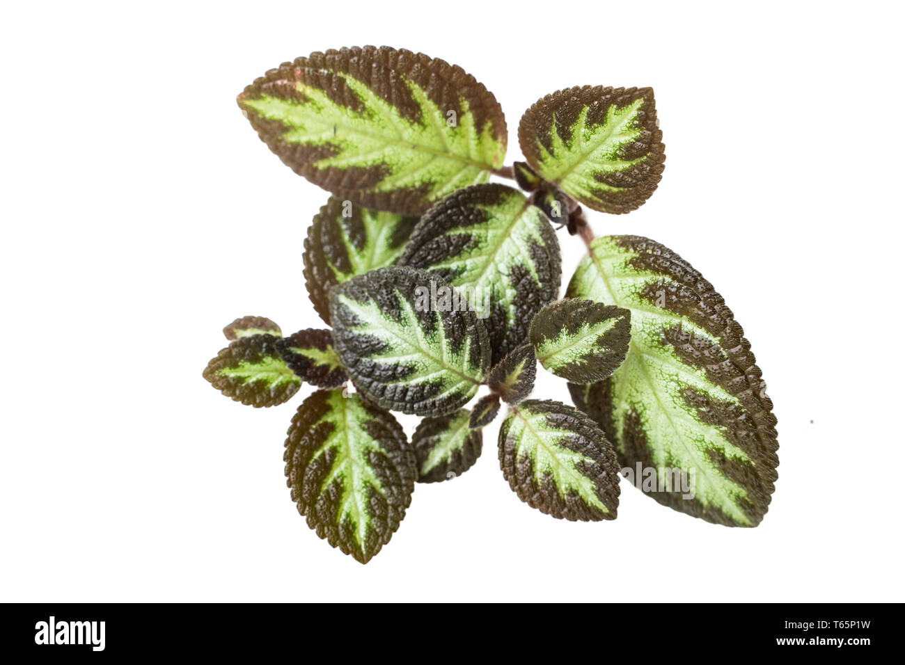 Beautiful and attractive tropical leaves of Episcia Cupreata Stock Photo