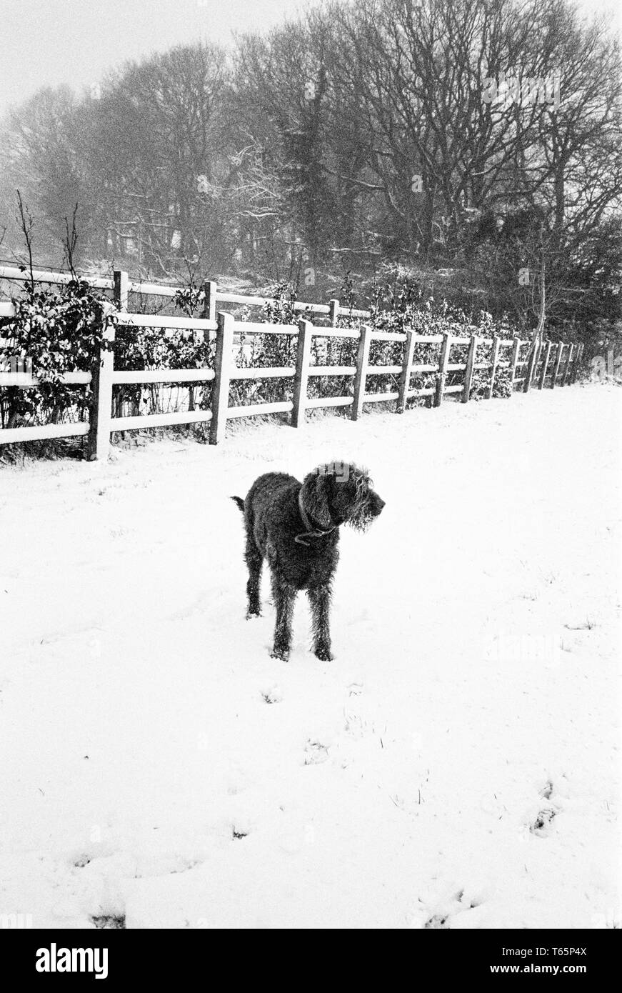 Labradoodle dog in the snow, Medstead, Hampshir, England, United Kingdom. Stock Photo