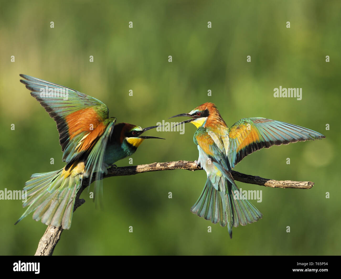 European Bee-eater, Merops apiaster Stock Photo