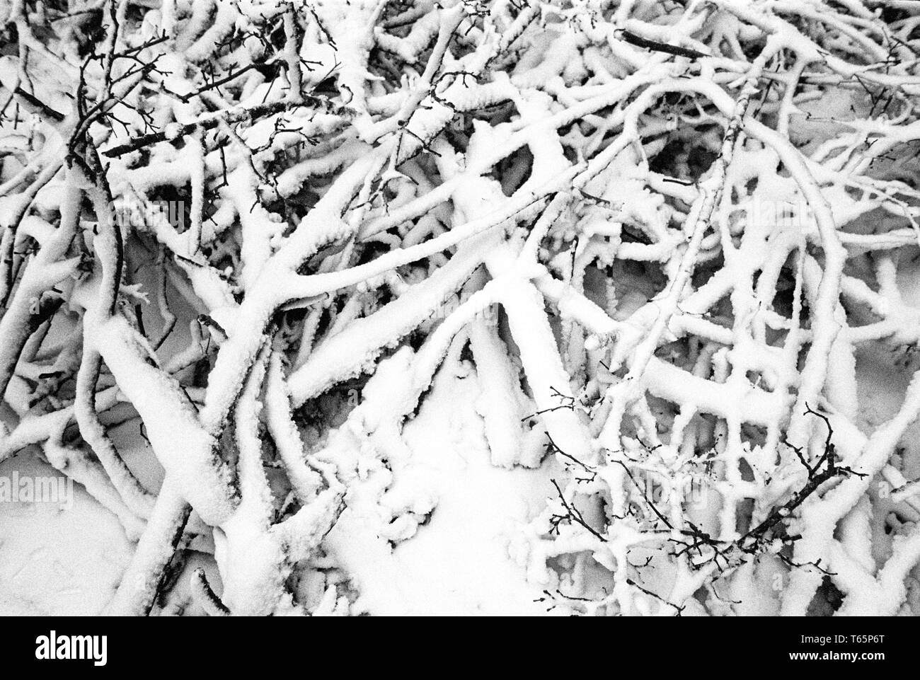 Snow covered branches, Medstead, Alton, Hampshire, United Kingdom Stock ...