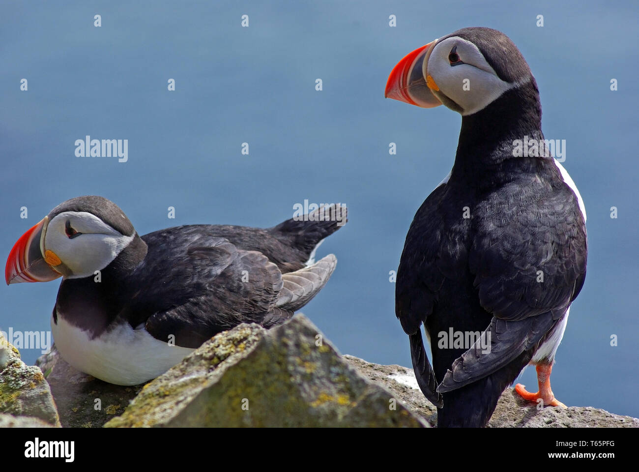 Atlantic Puffin, Fratercula arctica, Northern Europe Stock Photo