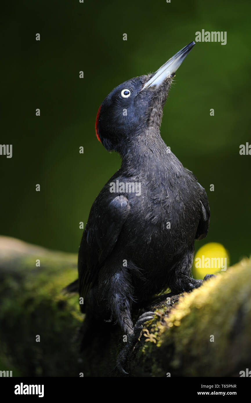 black woodpecker [Dryocopus martius] Stock Photo