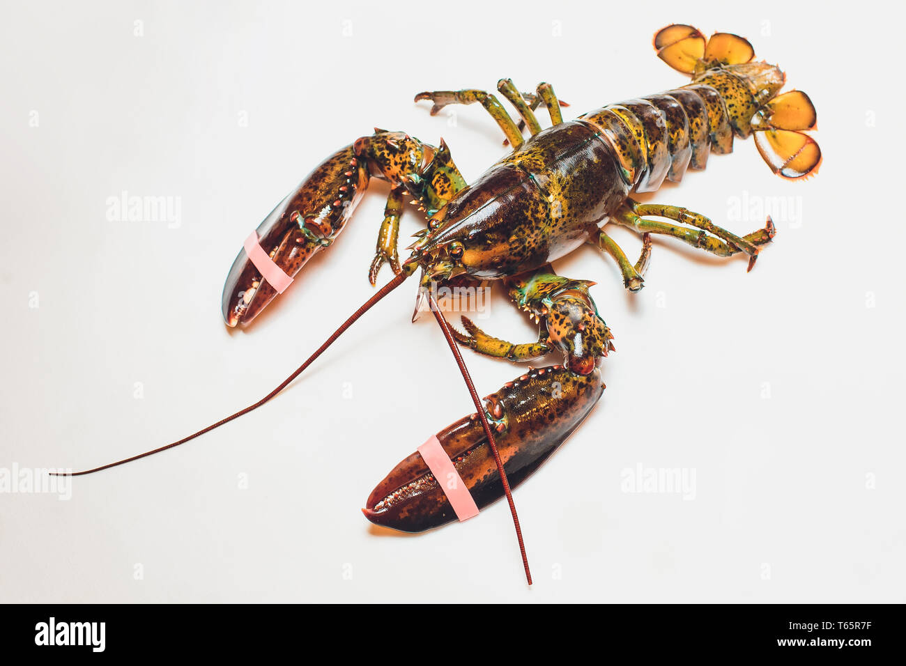 Live Boston lobster isolated on white background Stock Photo Alamy