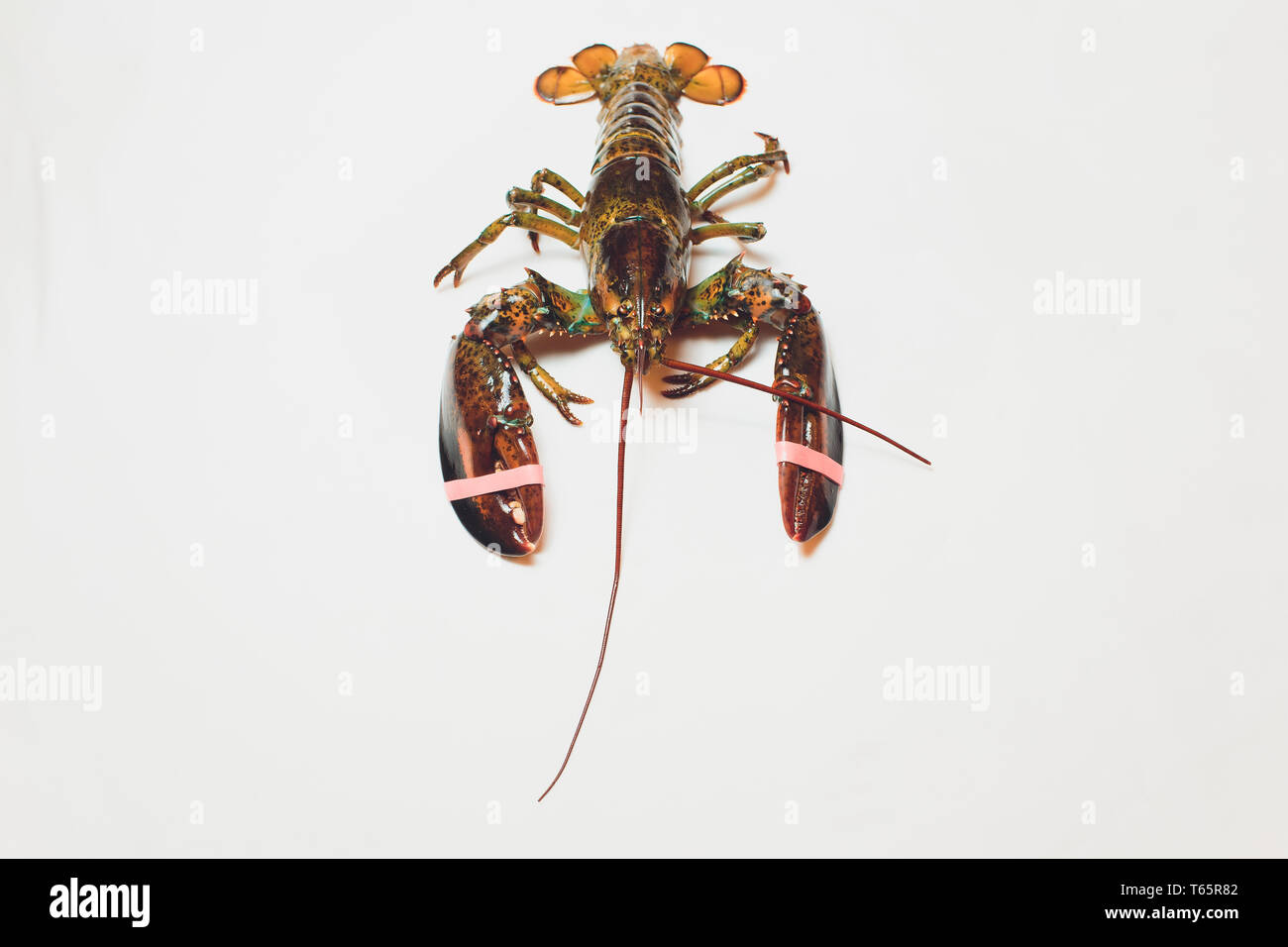 Live Boston lobster isolated on white background Stock Photo Alamy