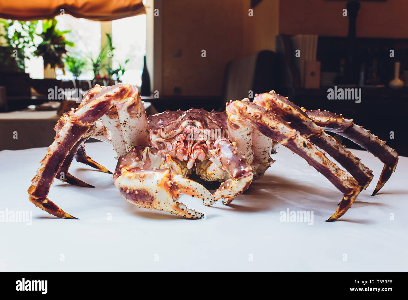 Live King Crab on white succinct background. lying on the table against the background of the restaurant Stock Photo