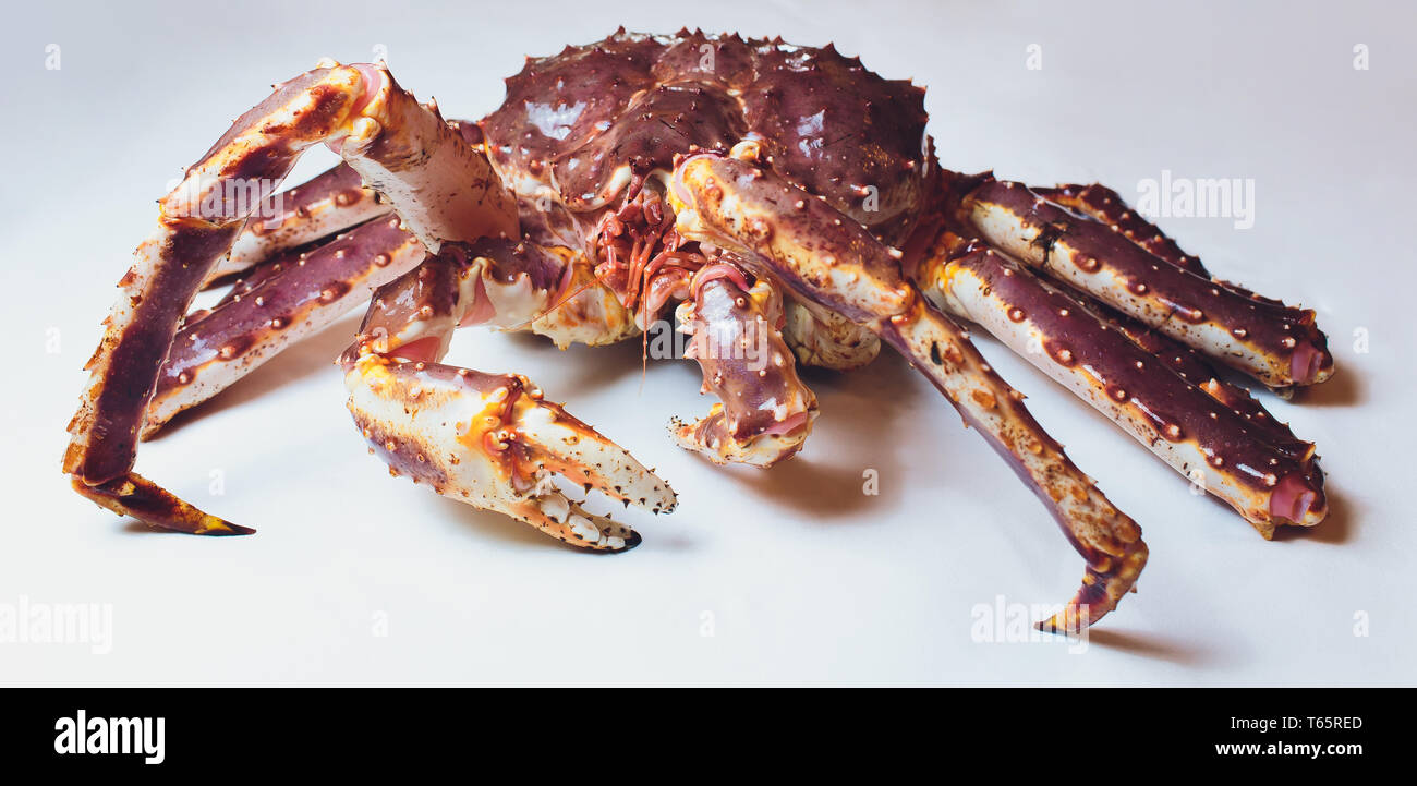Live King Crab on white succinct background. Stock Photo