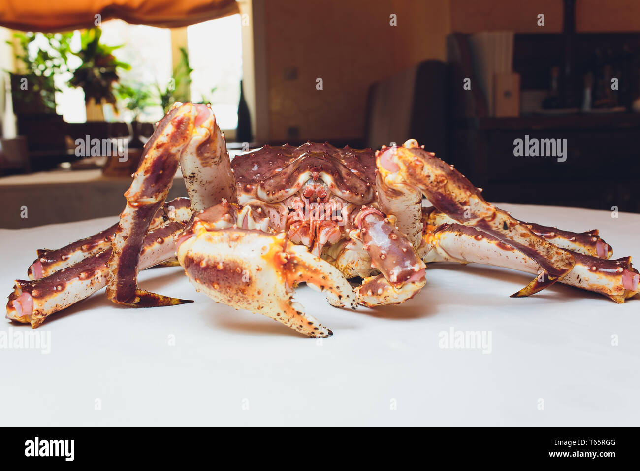 Live King Crab on white succinct background. lying on the table against the background of the restaurant Stock Photo