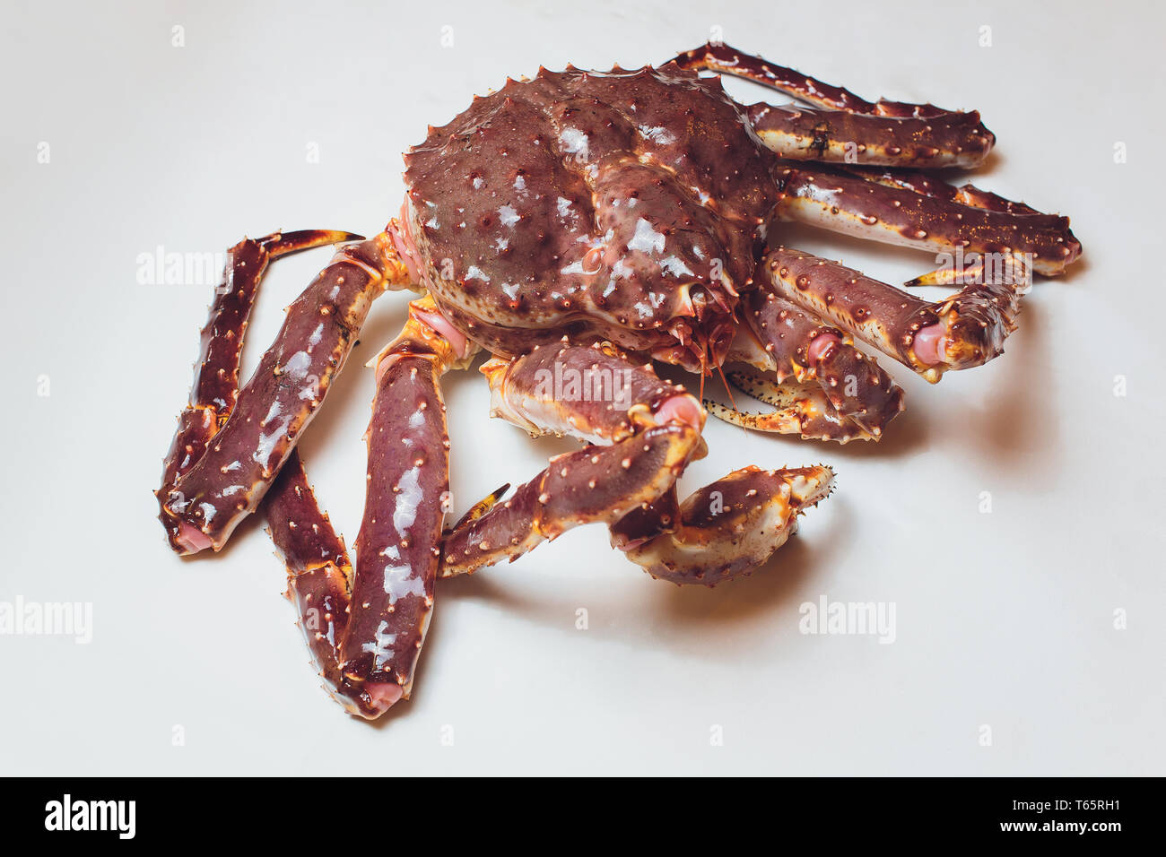 Live King Crab on white succinct background. Stock Photo