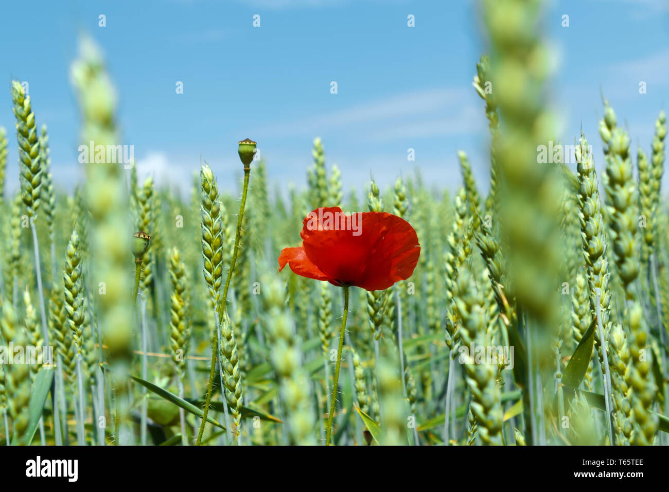 landscape with field of red poppies under blue sky Stock Photo - Alamy