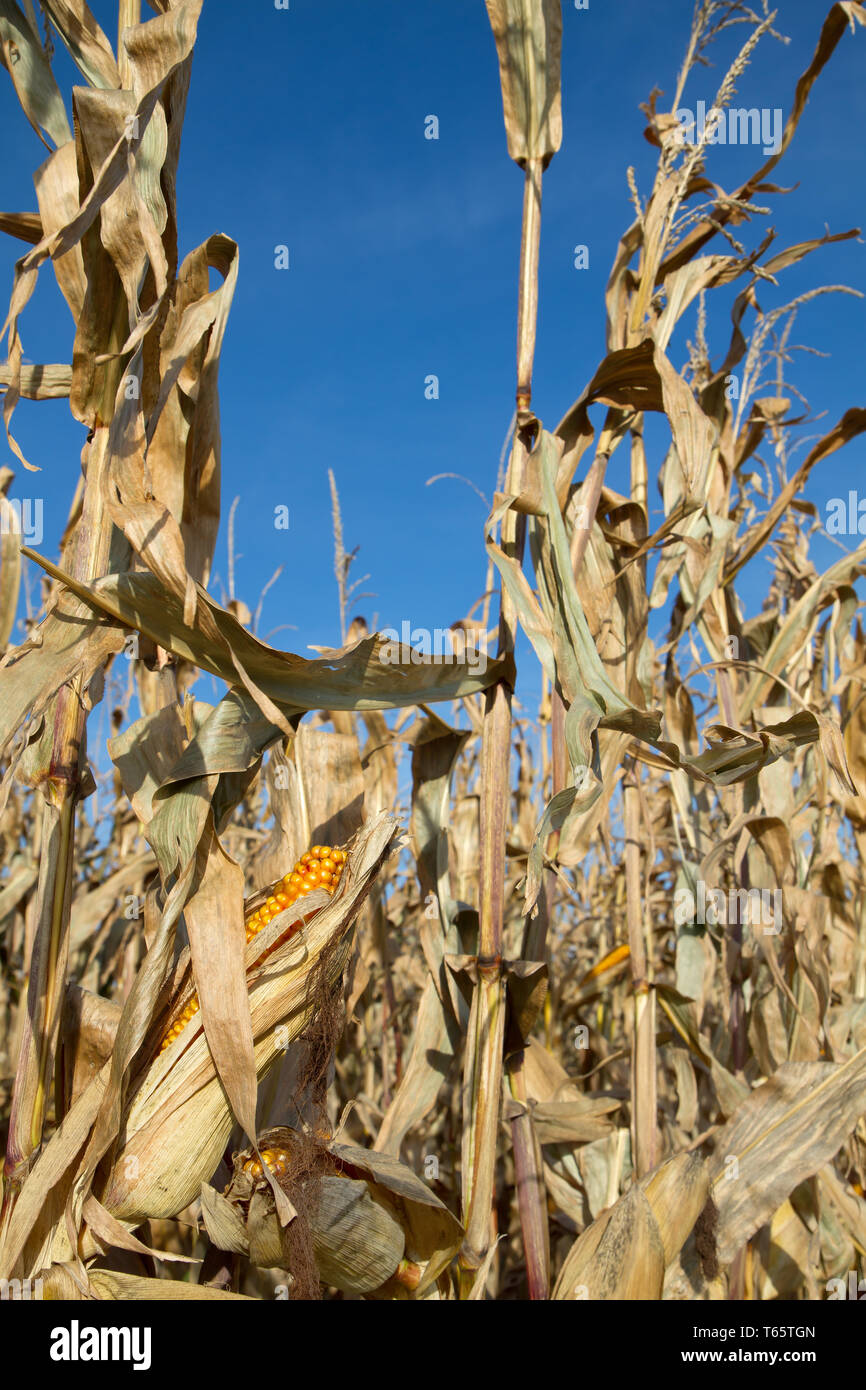field of maize, Bavaria, Germany Stock Photo - Alamy